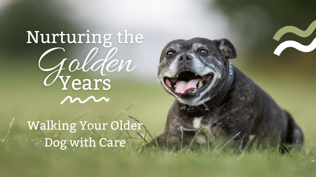 Walking Your Senior Dog: Tips for Comfort and Care in Their Golden Years Walking Your Senior Dog: Tips for Comfort and Care in Their Golden Years